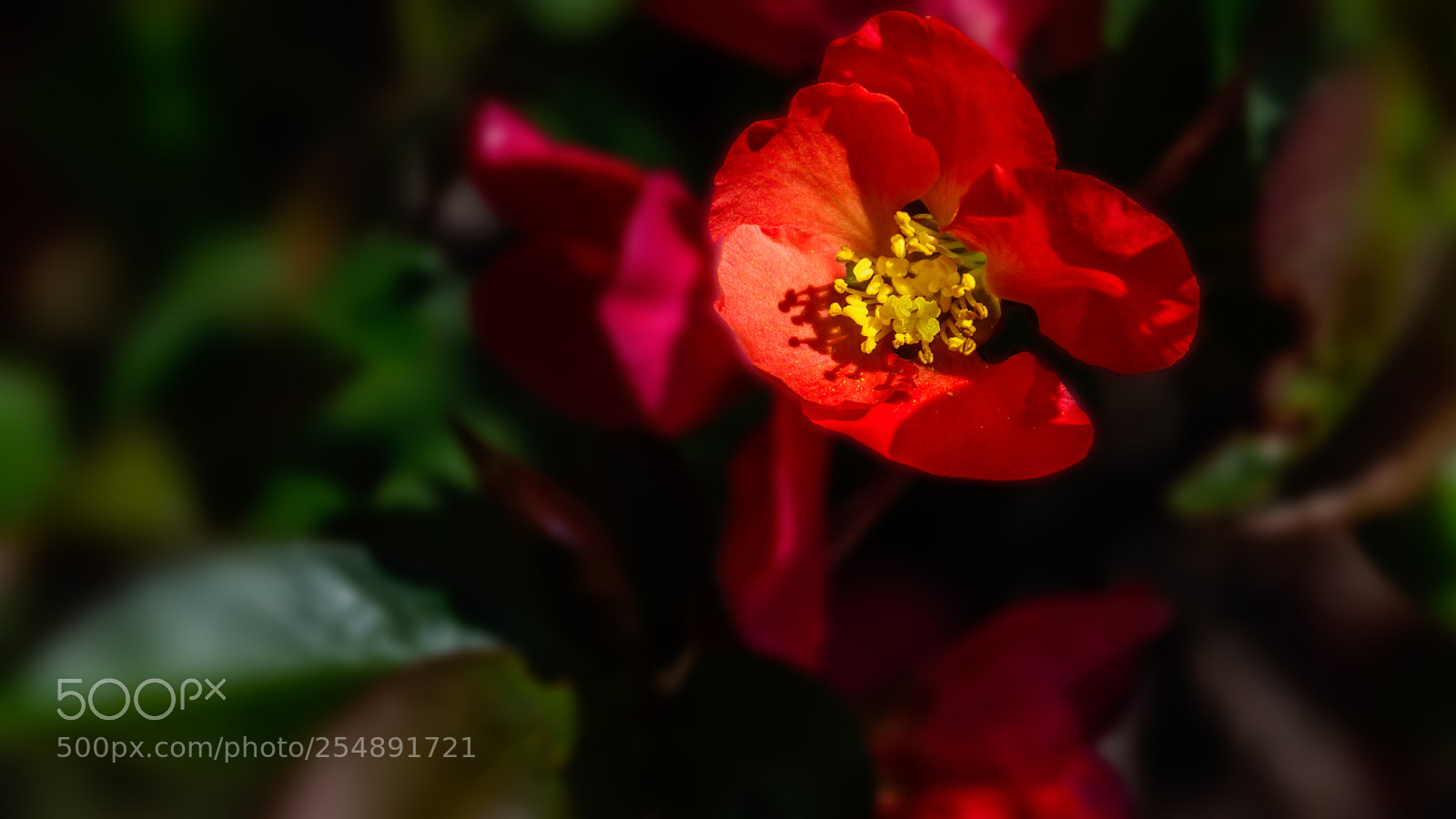 Nikon D7200 sample photo. Japanese quince photography