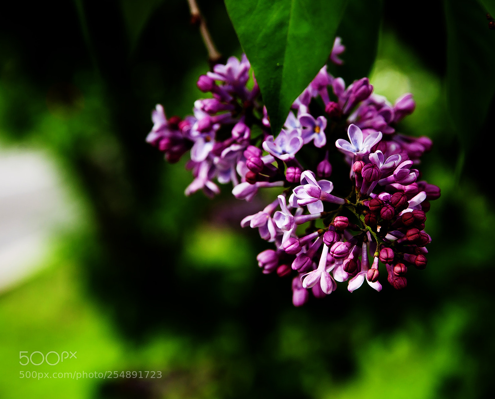 Nikon D90 sample photo. сирень photography