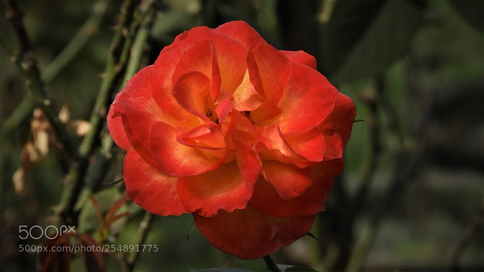 Nikon Coolpix B700 sample photo. Rose like a fireball photography