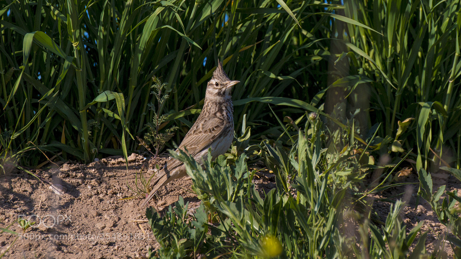 Canon EOS 70D sample photo. Tepeli toygar crested lark photography