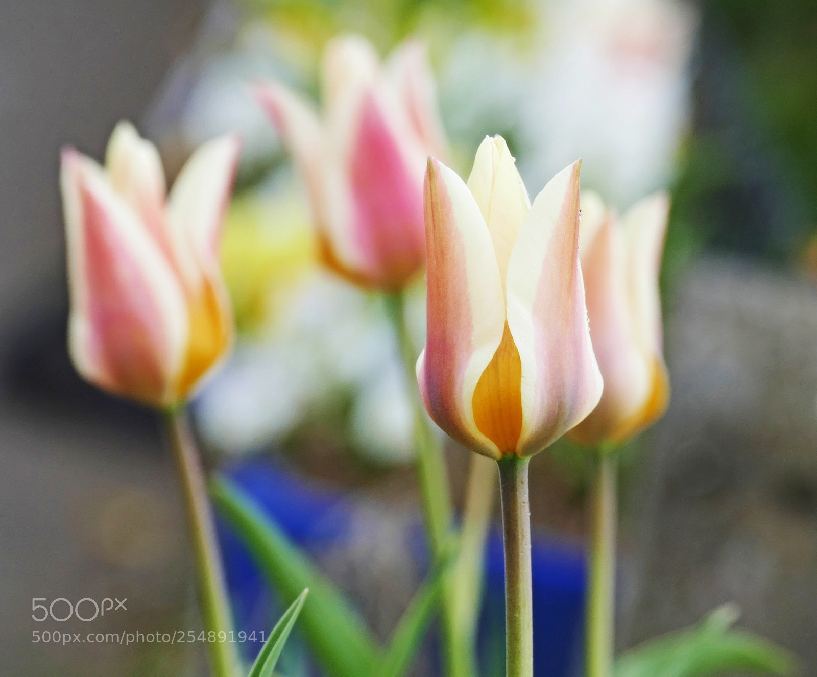 Panasonic Lumix DMC-FZ1000 sample photo. Tulips photography