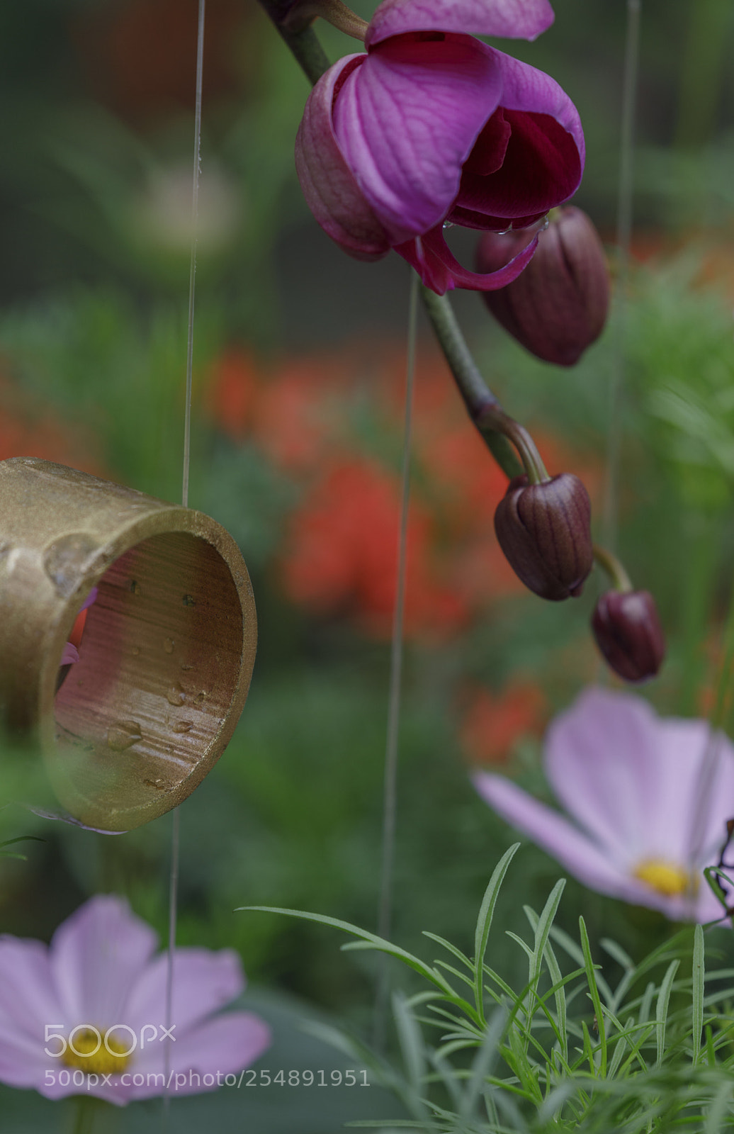 Canon EOS 5D Mark IV sample photo. Orchid photography