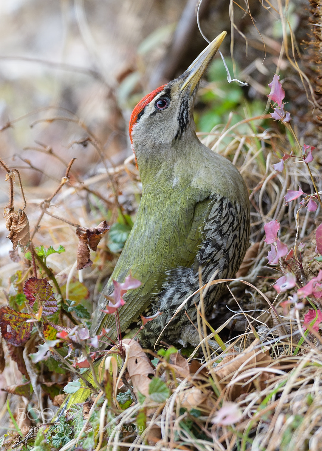 Nikon D500 sample photo. Scaly bellied woodpecker picus photography