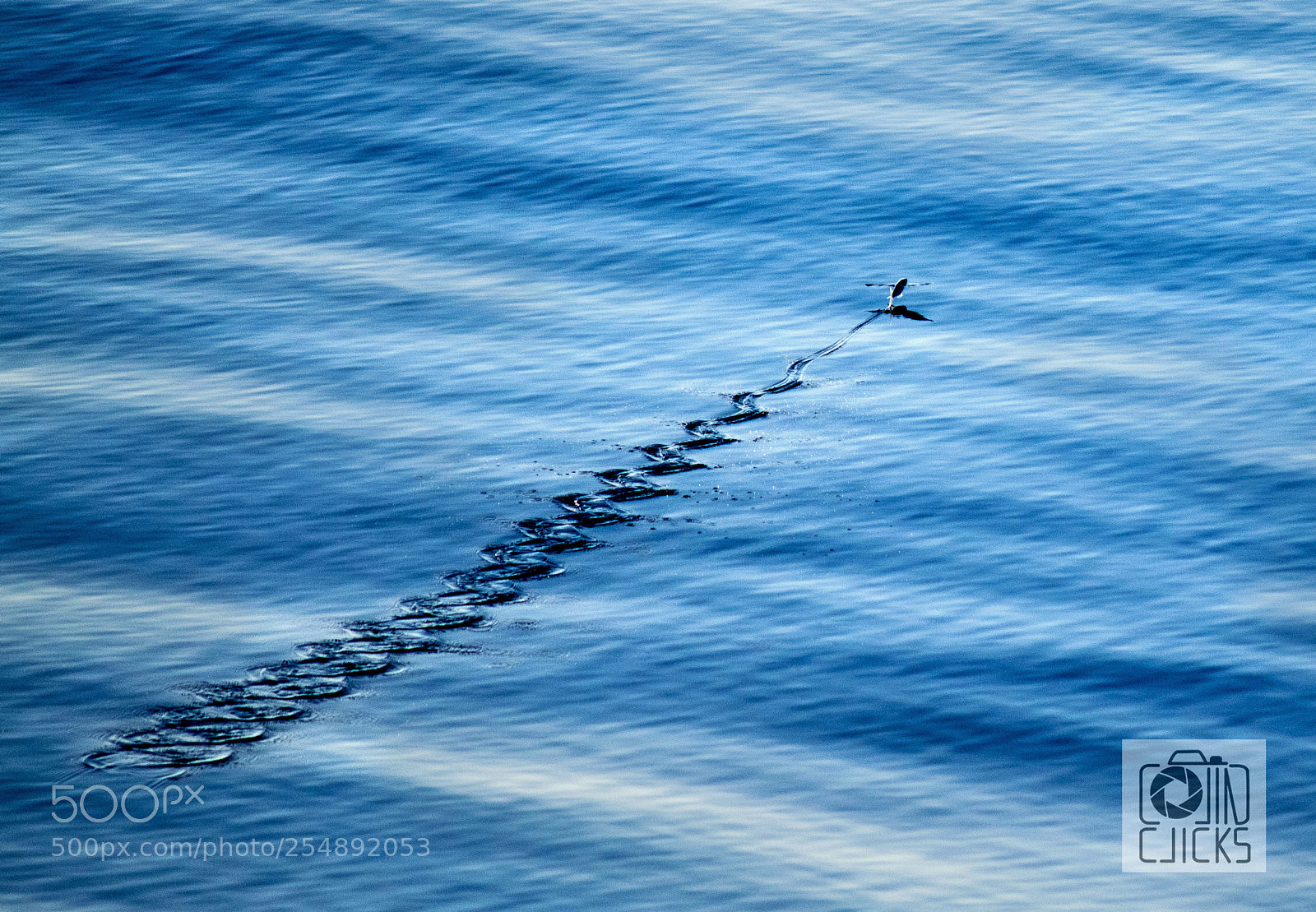 Nikon D5300 sample photo. The flying fish ! photography