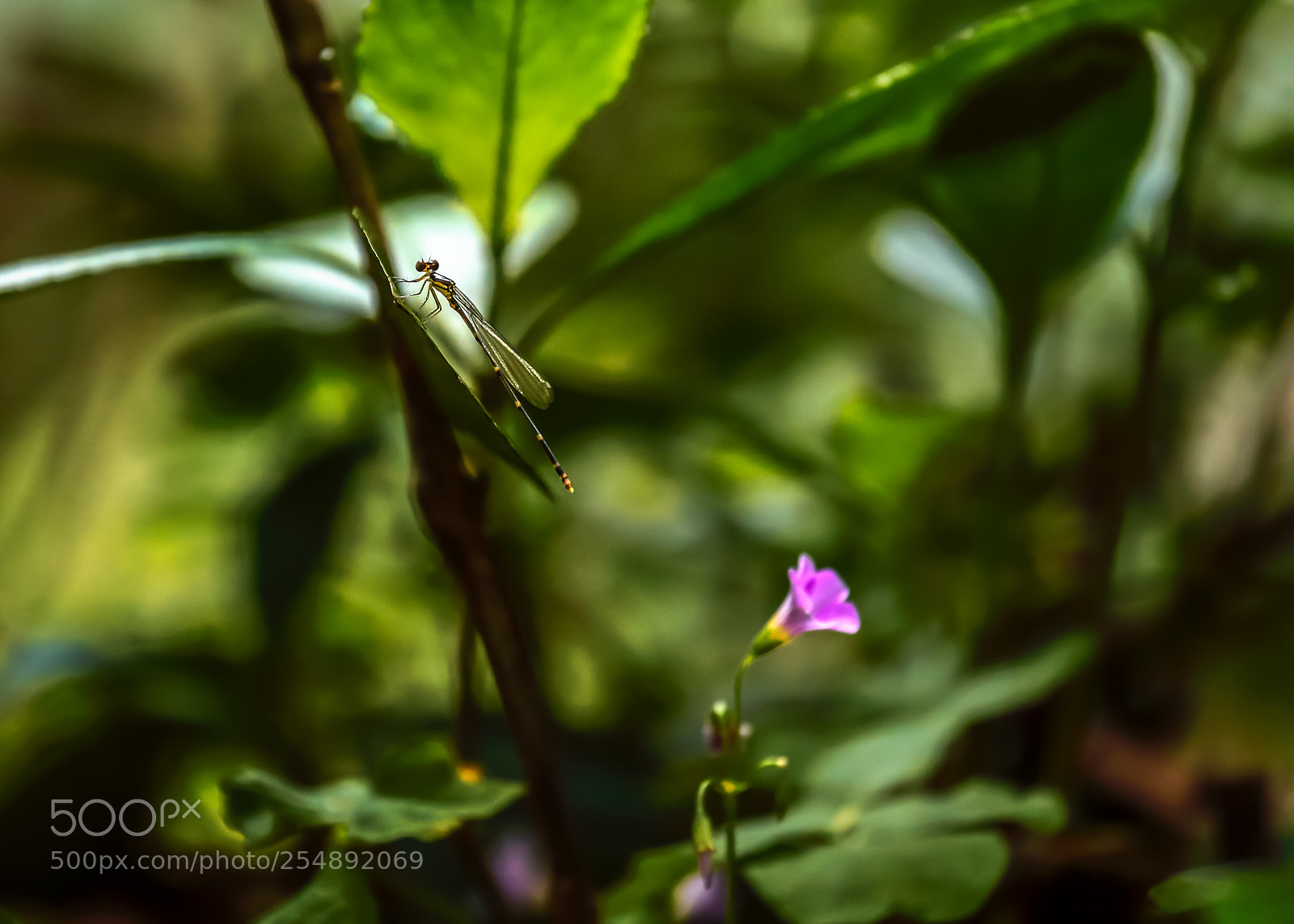 Canon EOS-1D X Mark II sample photo. Resting photography