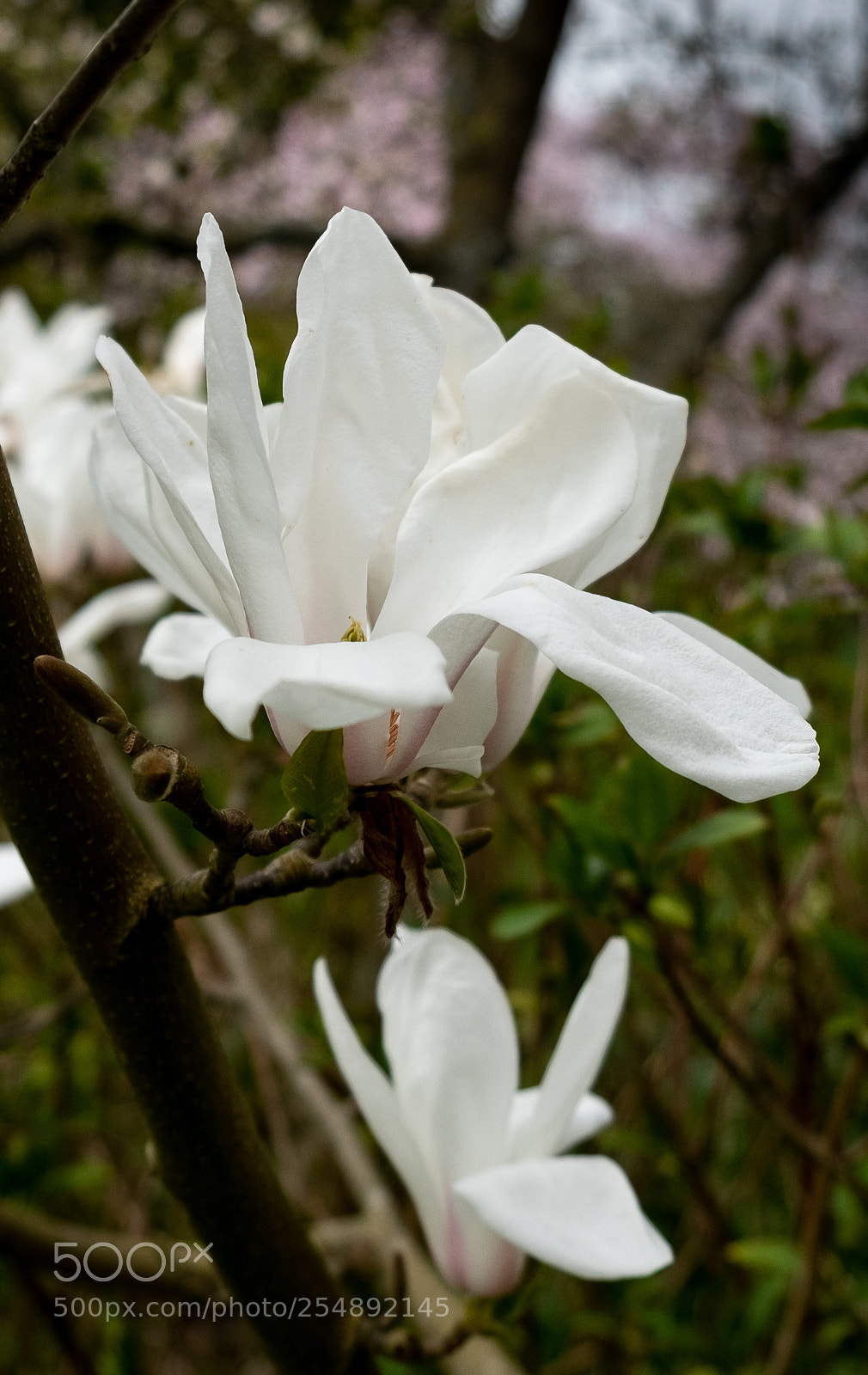 Fujifilm X-T2 sample photo. White magnolia photography