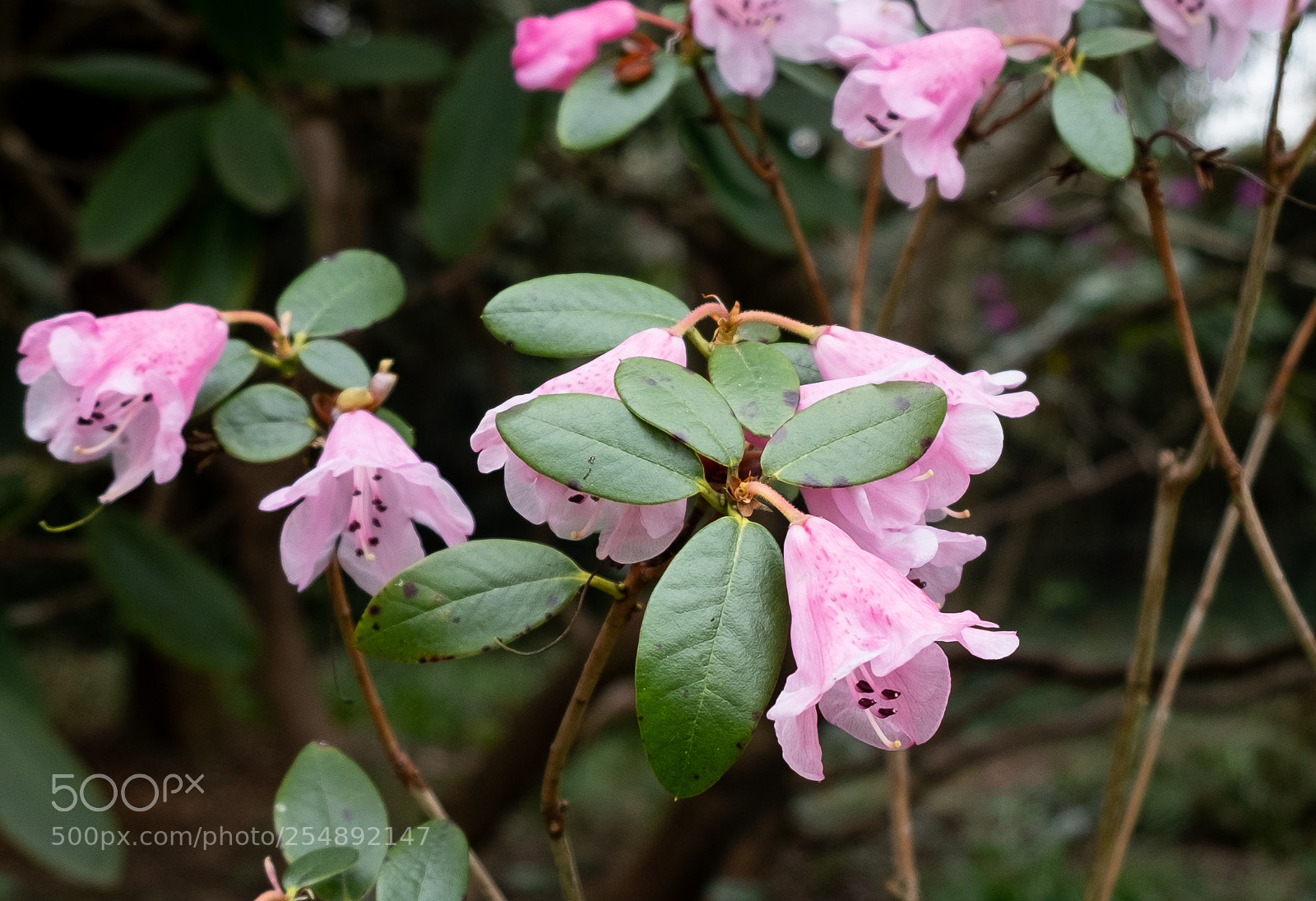 Fujifilm X-T2 sample photo. Rhododendron photography