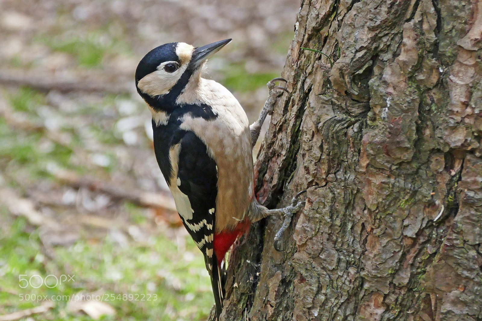 Panasonic Lumix DMC-FZ1000 sample photo. Great spotted woodpecker photography