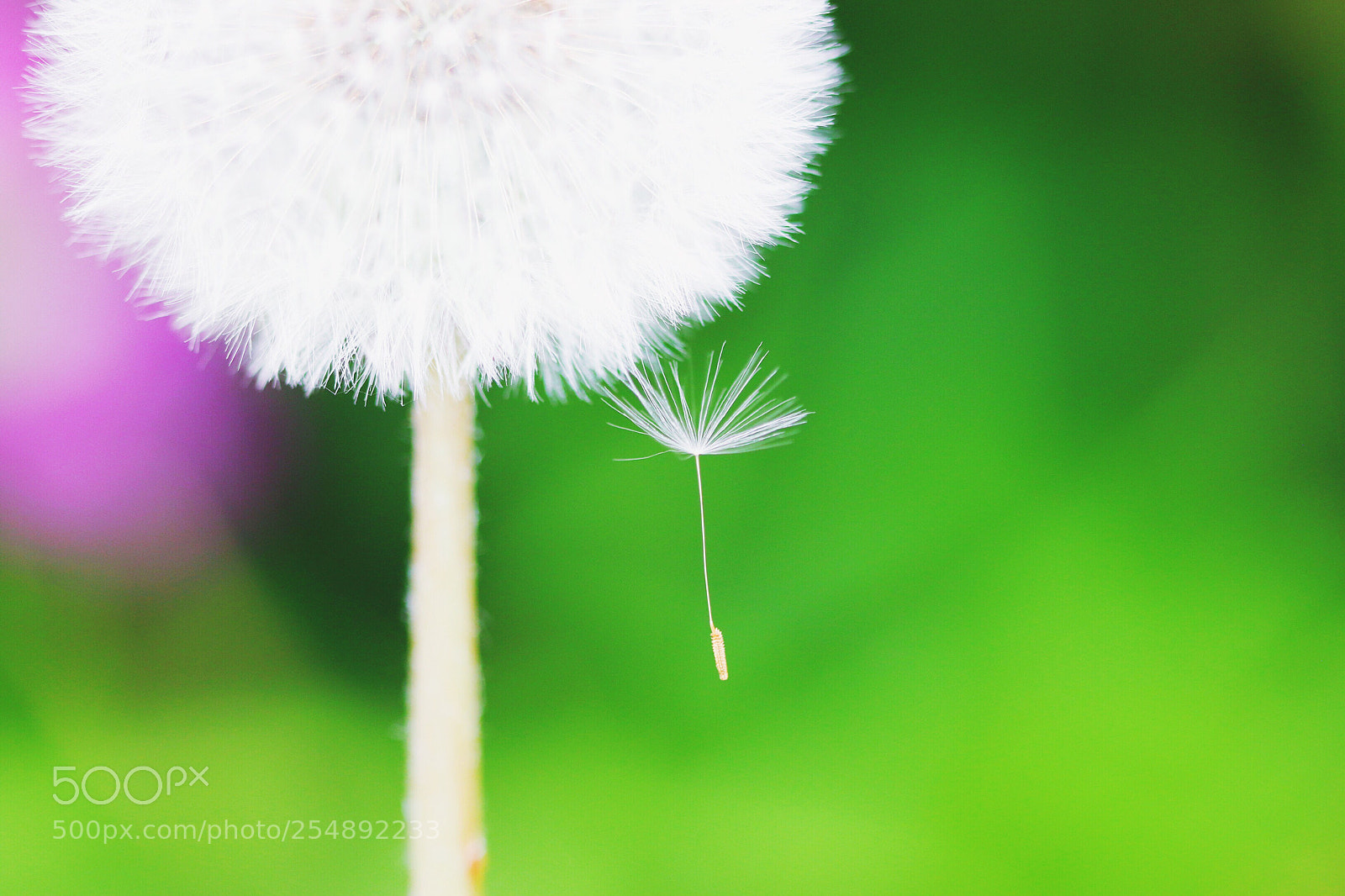 Canon EOS 7D Mark II sample photo. Untitled photography