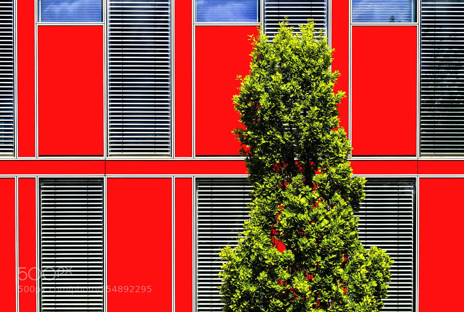 Nikon D850 sample photo. Patterns with tree photography