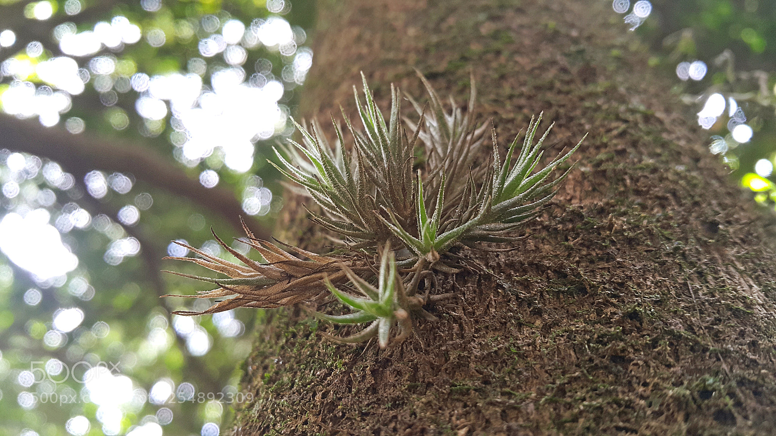 Samsung Galaxy Note4 sample photo. Tree photography
