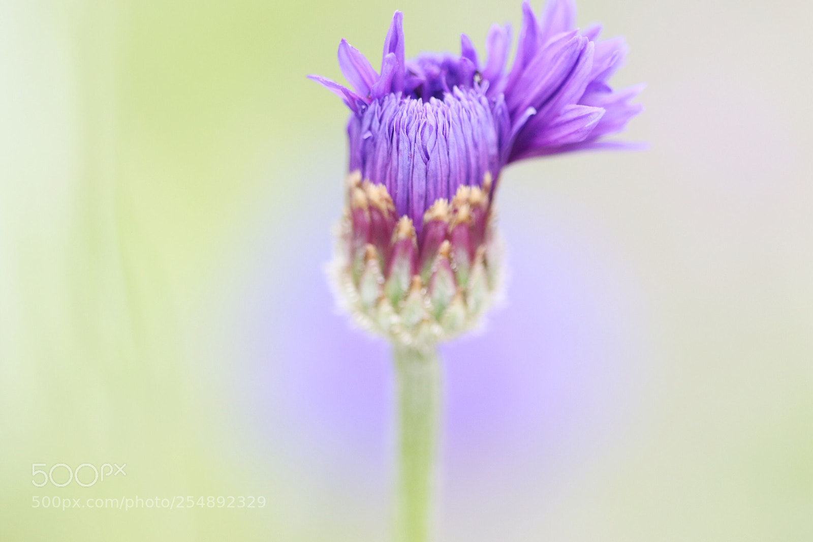 Canon EOS 7D Mark II sample photo. Untitled photography