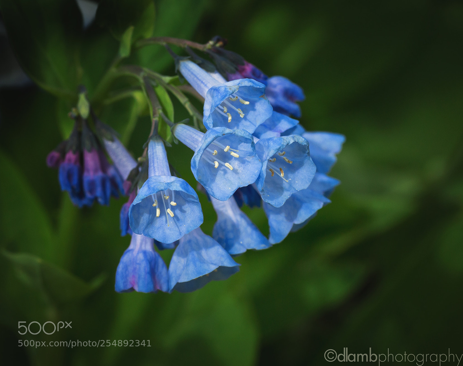 Canon EOS 70D sample photo. The bells are ringing photography