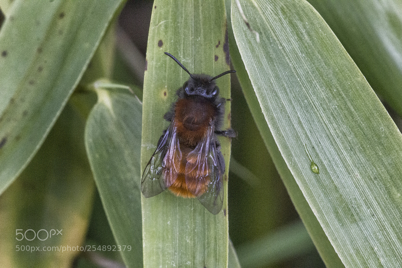 Canon EOS 600D (Rebel EOS T3i / EOS Kiss X5) sample photo. Carder bee photography