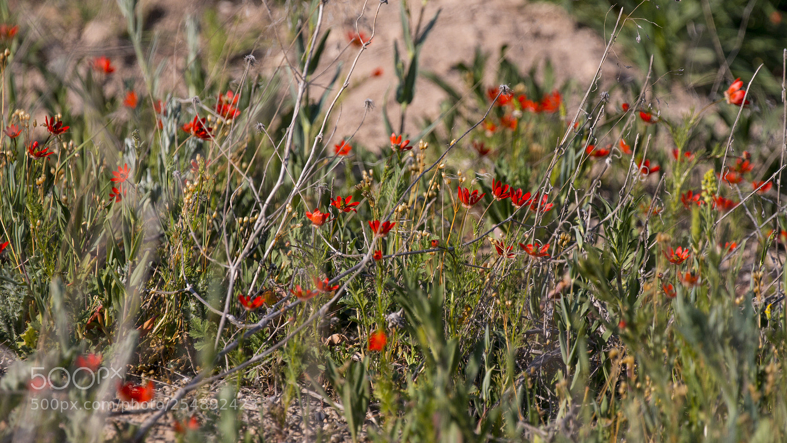 Canon EOS 70D sample photo. Nature photography