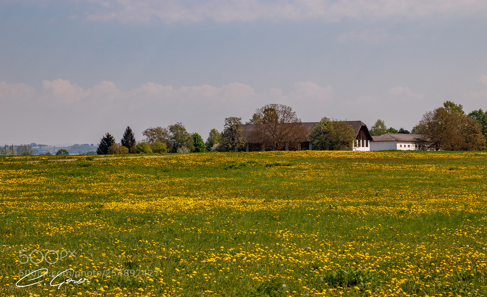 Canon EOS 77D (EOS 9000D / EOS 770D) sample photo. An ocean of dandelions photography