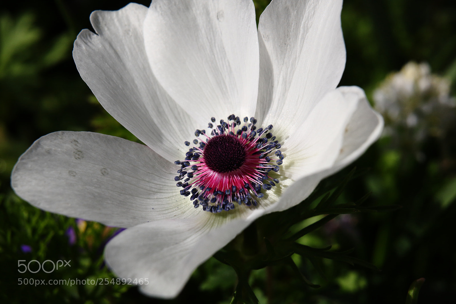 Canon EOS 40D sample photo. Fleur photography