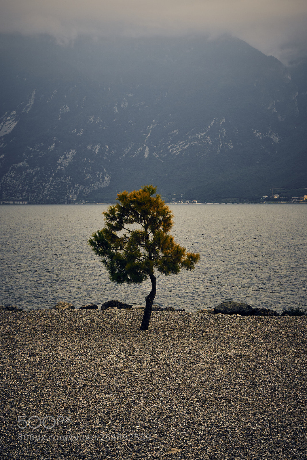 Sony a6000 sample photo. Lonely tree photography