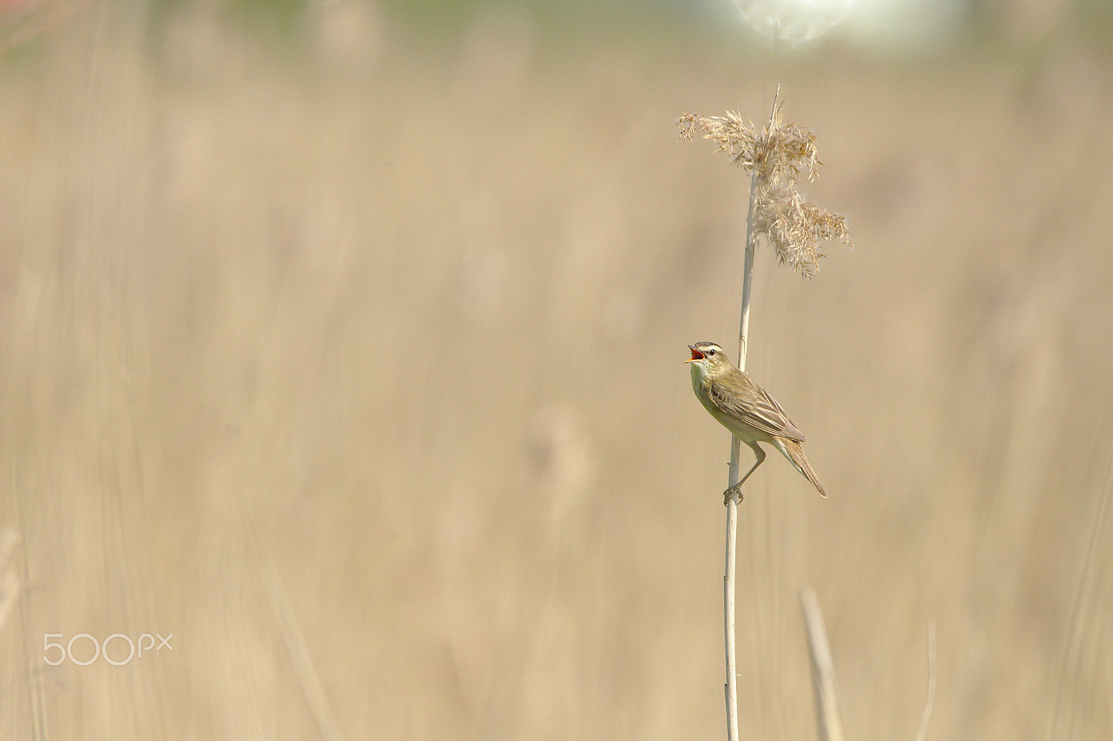 Sigma 150-600mm F5-6.3 DG OS HSM | C sample photo. Sedge warbler photography