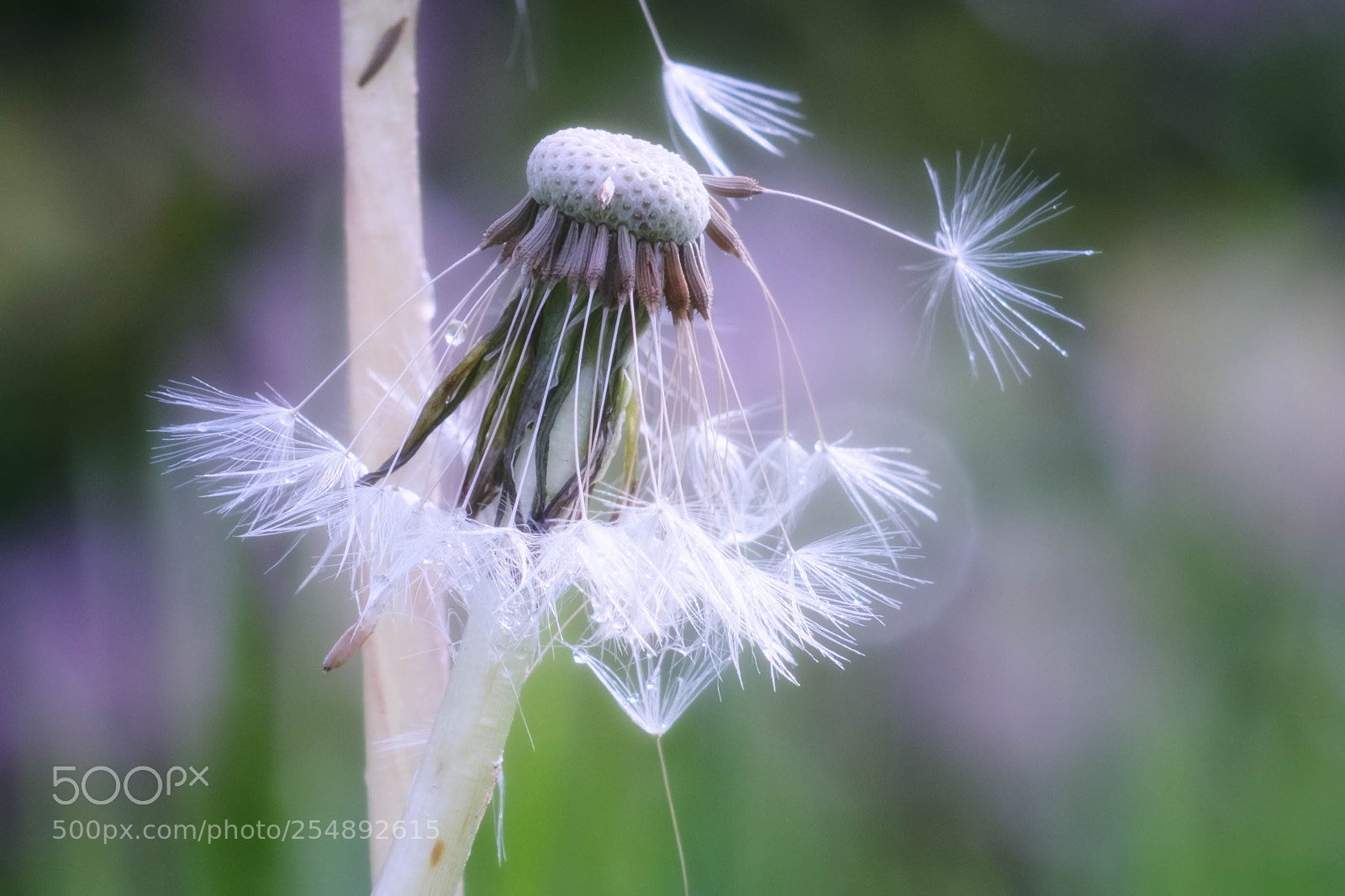 Fujifilm X-T10 sample photo. Blow... photography
