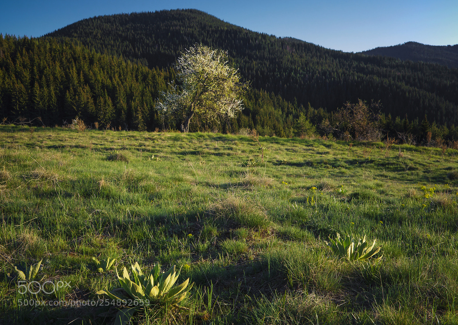 Nikon D5200 sample photo. Spring 1 photography