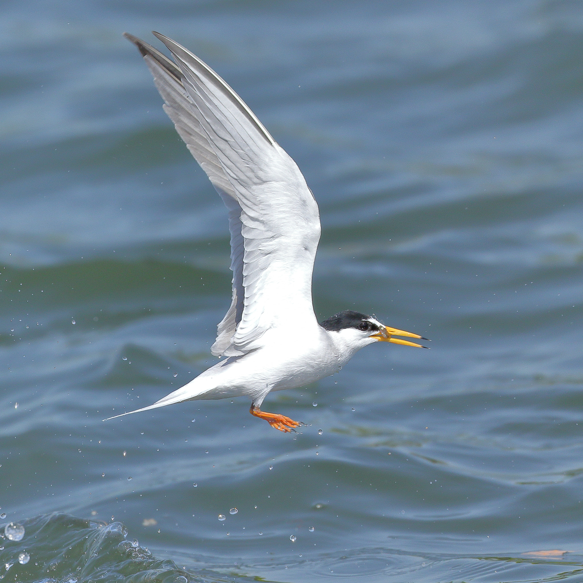 Canon EOS 7D Mark II sample photo. Littletern 7i2a7562 photography