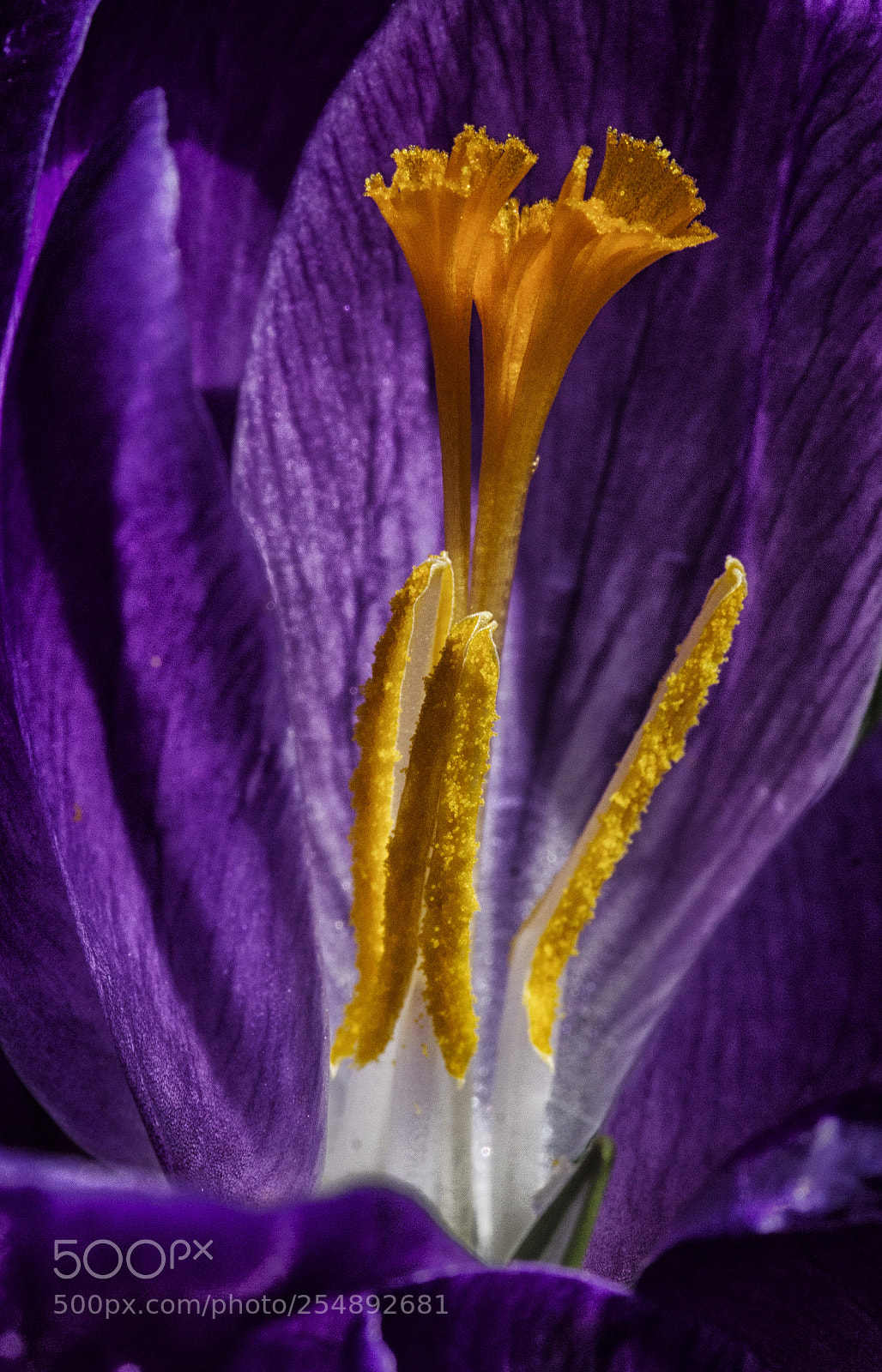 Canon EOS 600D (Rebel EOS T3i / EOS Kiss X5) sample photo. Stamen and stigma photography