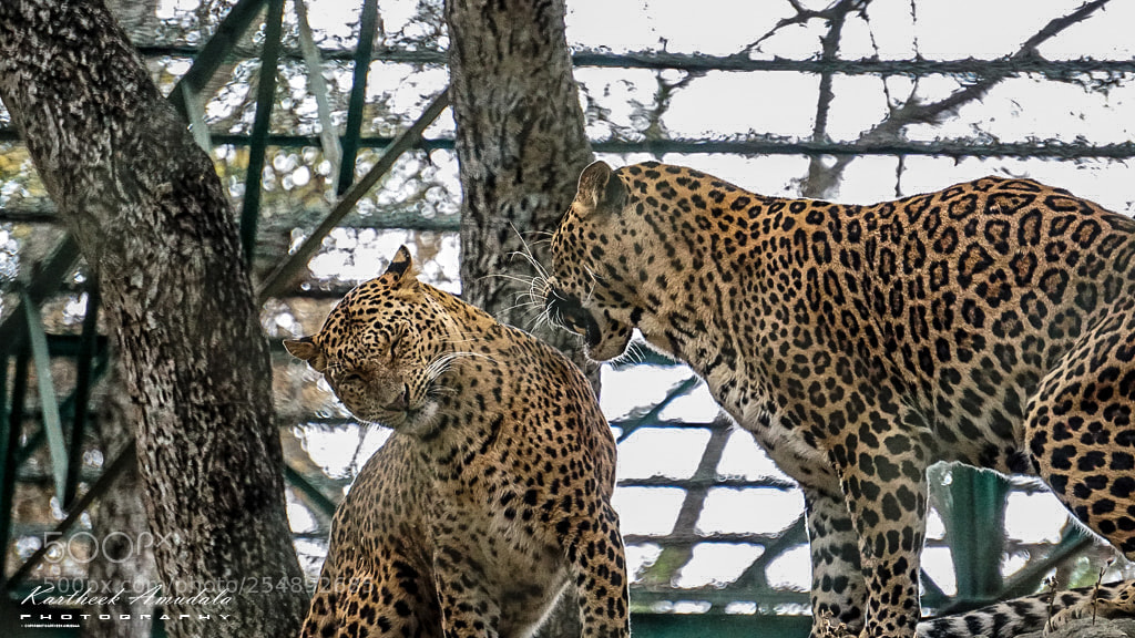 Sony a6300 sample photo. Cheetah photography