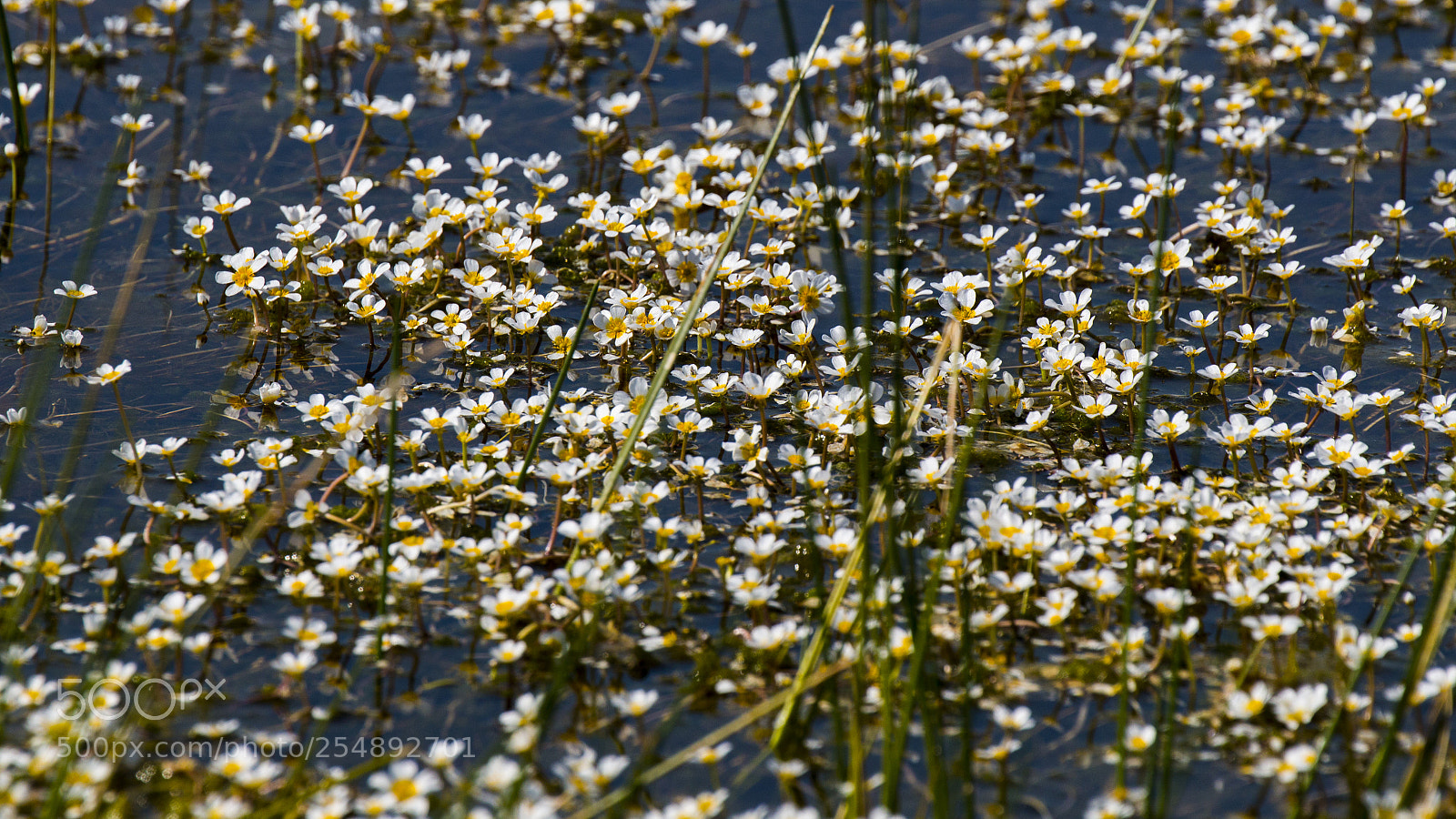 Canon EOS 70D sample photo. Su papatyası photography