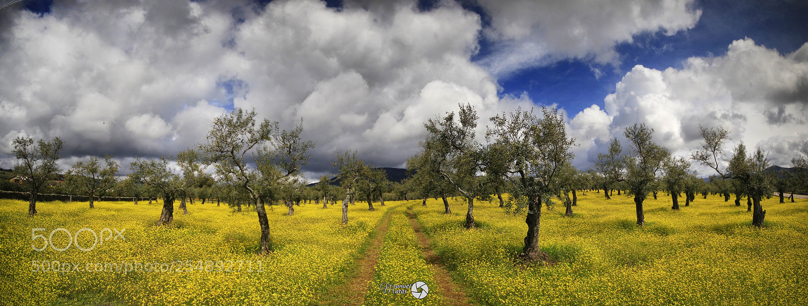 Canon EOS 7D Mark II sample photo. Yellow photography