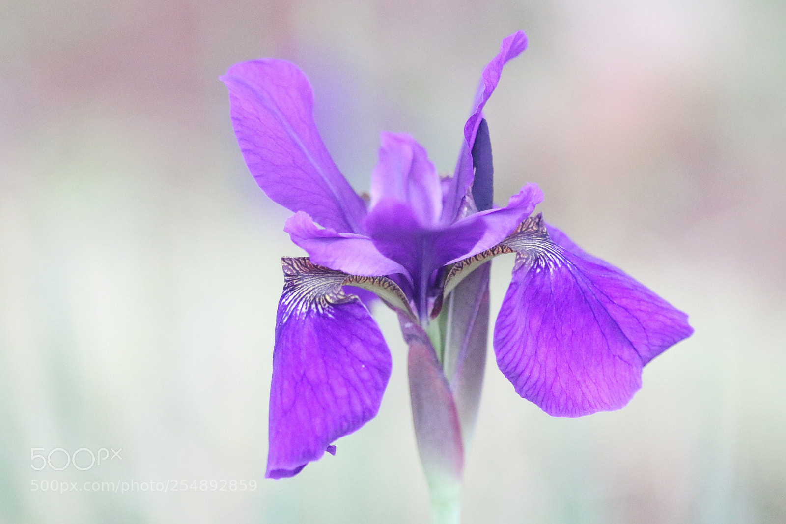 Canon EOS 7D Mark II sample photo. Untitled photography