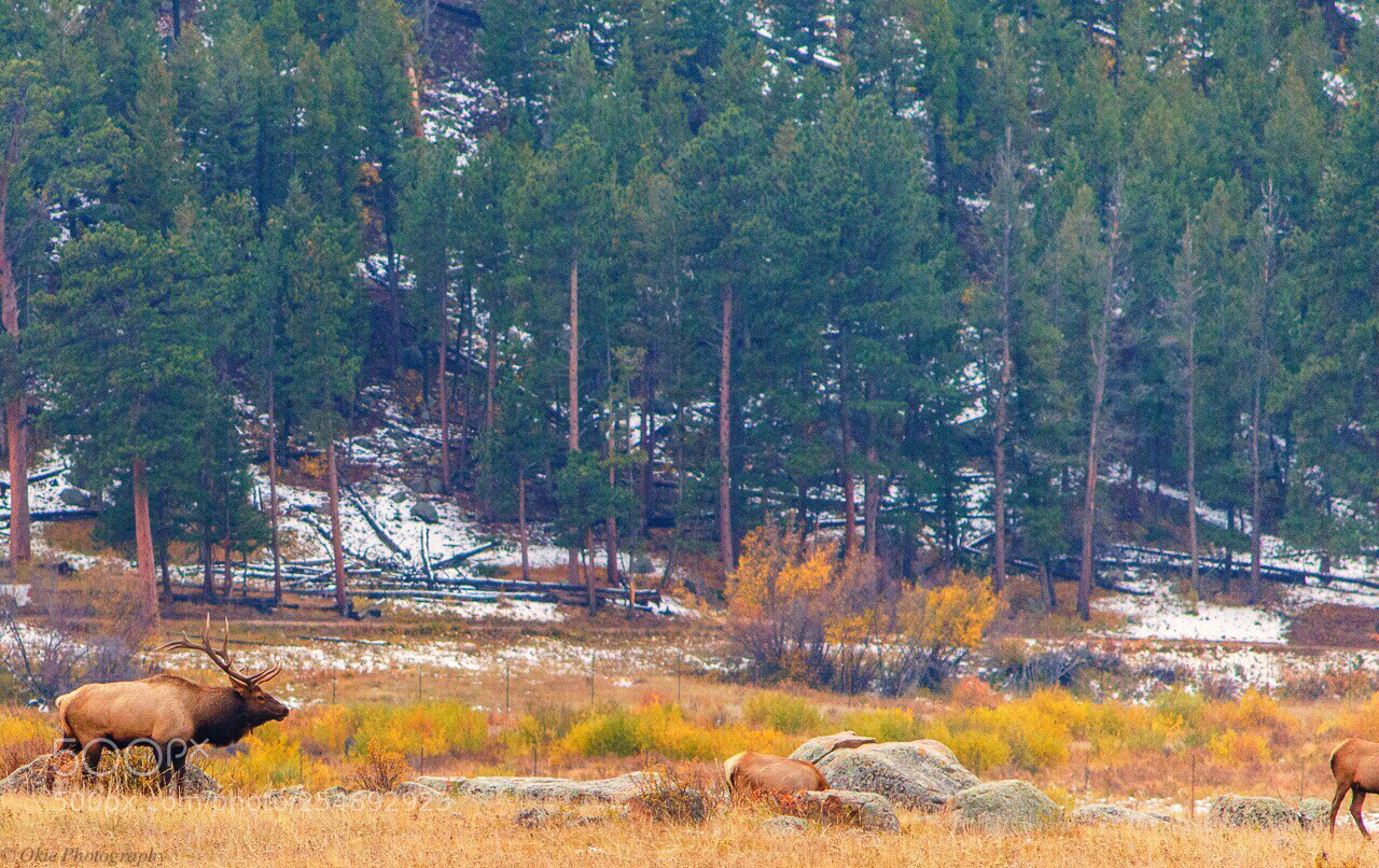 Canon EOS 70D sample photo. Rmnp  photography