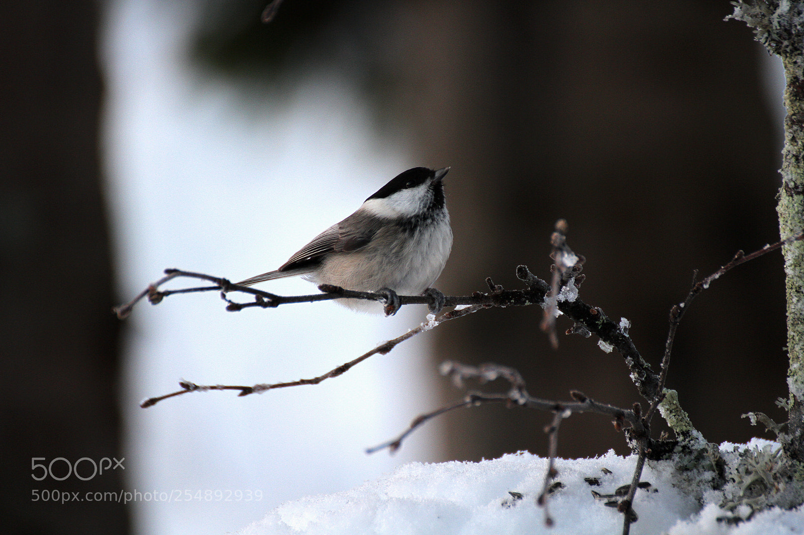 Canon EOS 7D sample photo. Willow tit photography