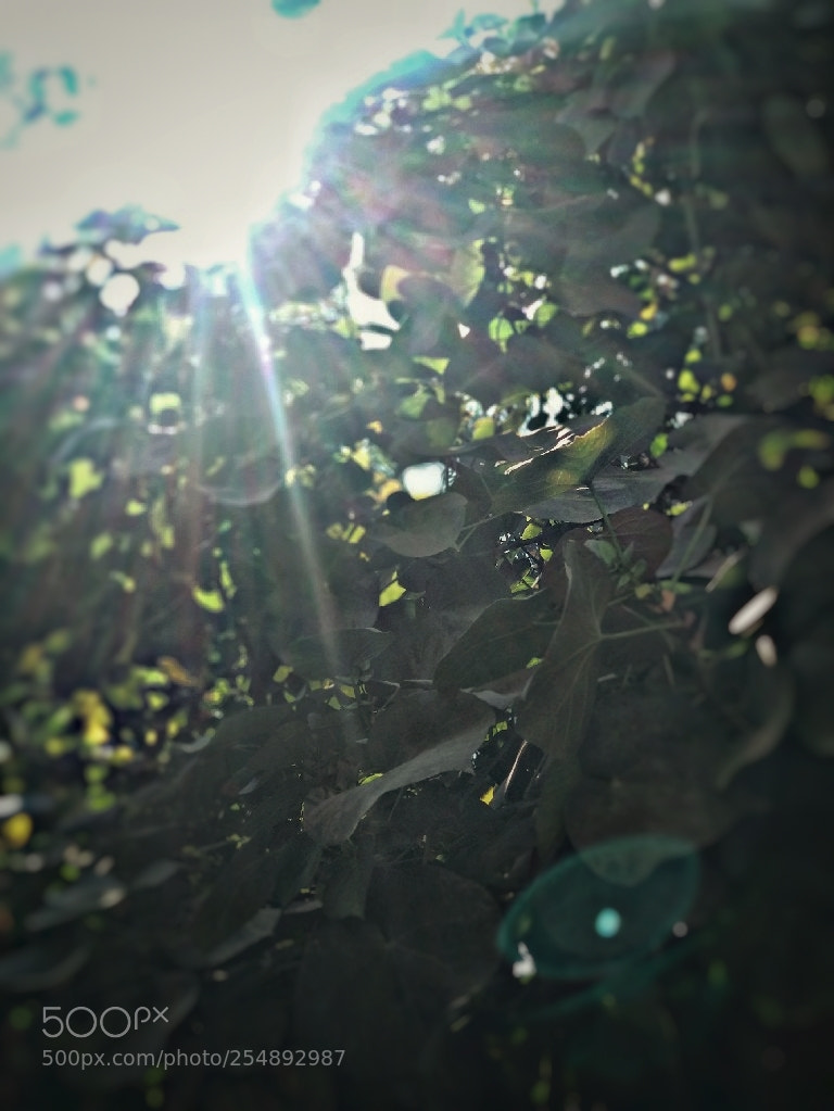 Xiaomi Mi A1 sample photo. Untitled photography