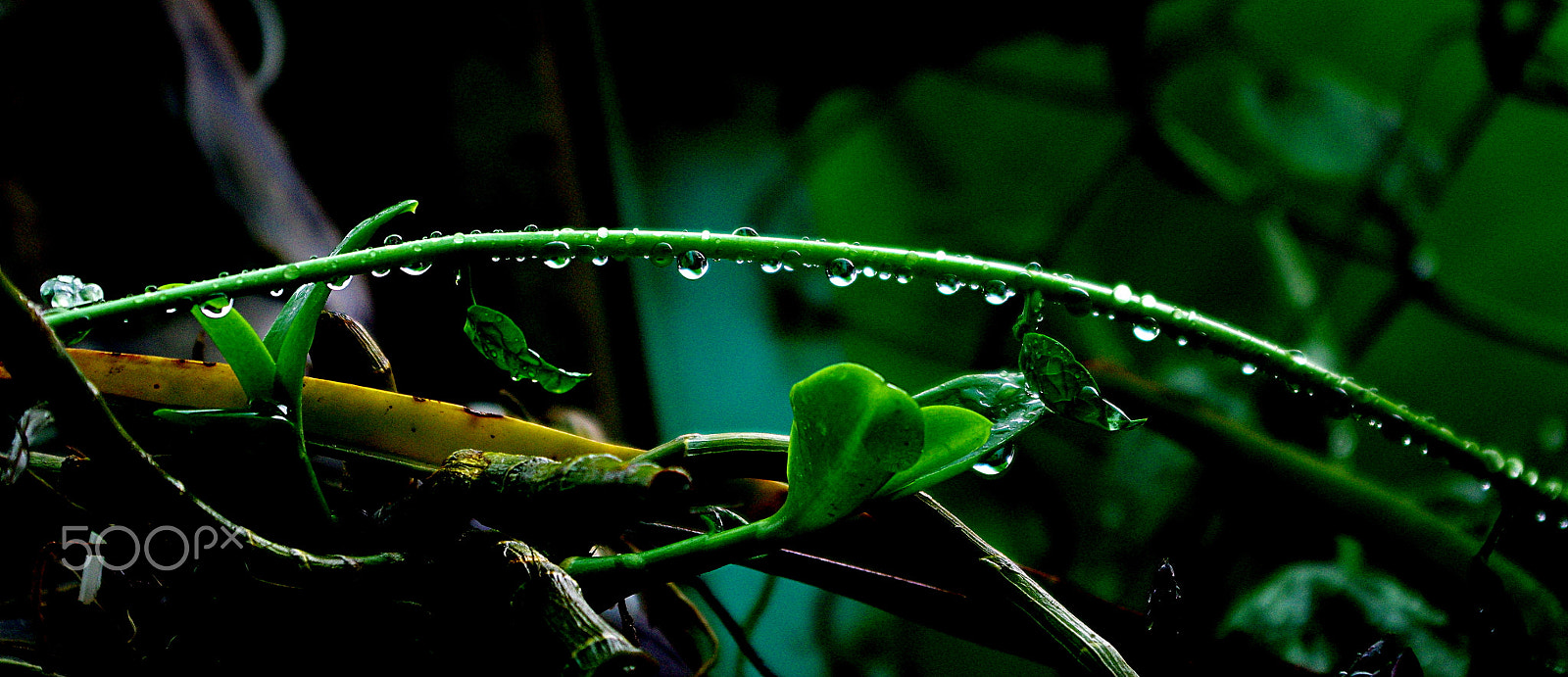 Pentax smc DA 18-55mm F3.5-5.6 AL WR sample photo. A rainy day - peaceful photography