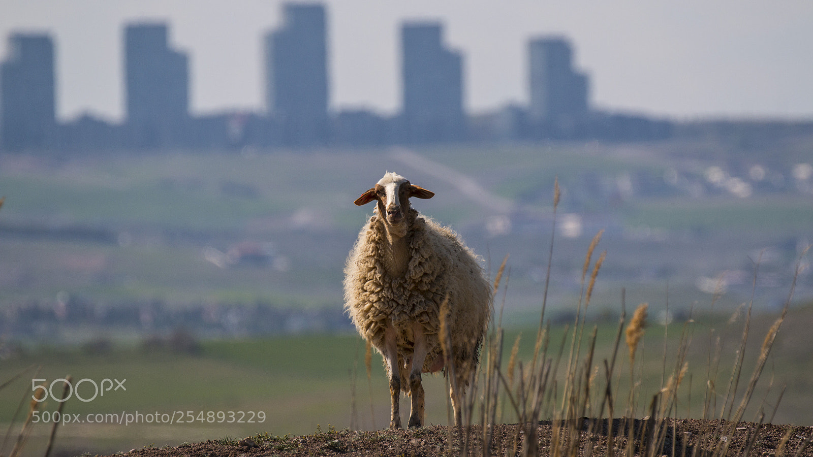 Canon EOS 70D sample photo. Sheep :) photography