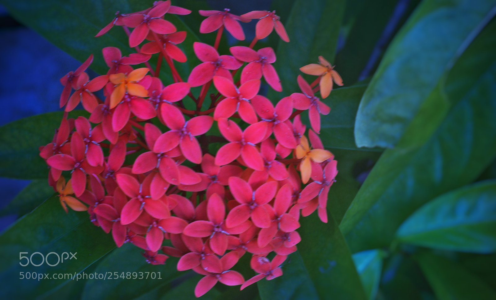 Nikon D3300 sample photo. Garden's beauty photography