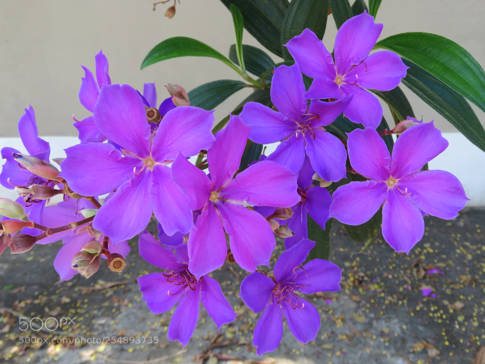 Canon PowerShot SX60 HS sample photo. Flower photography