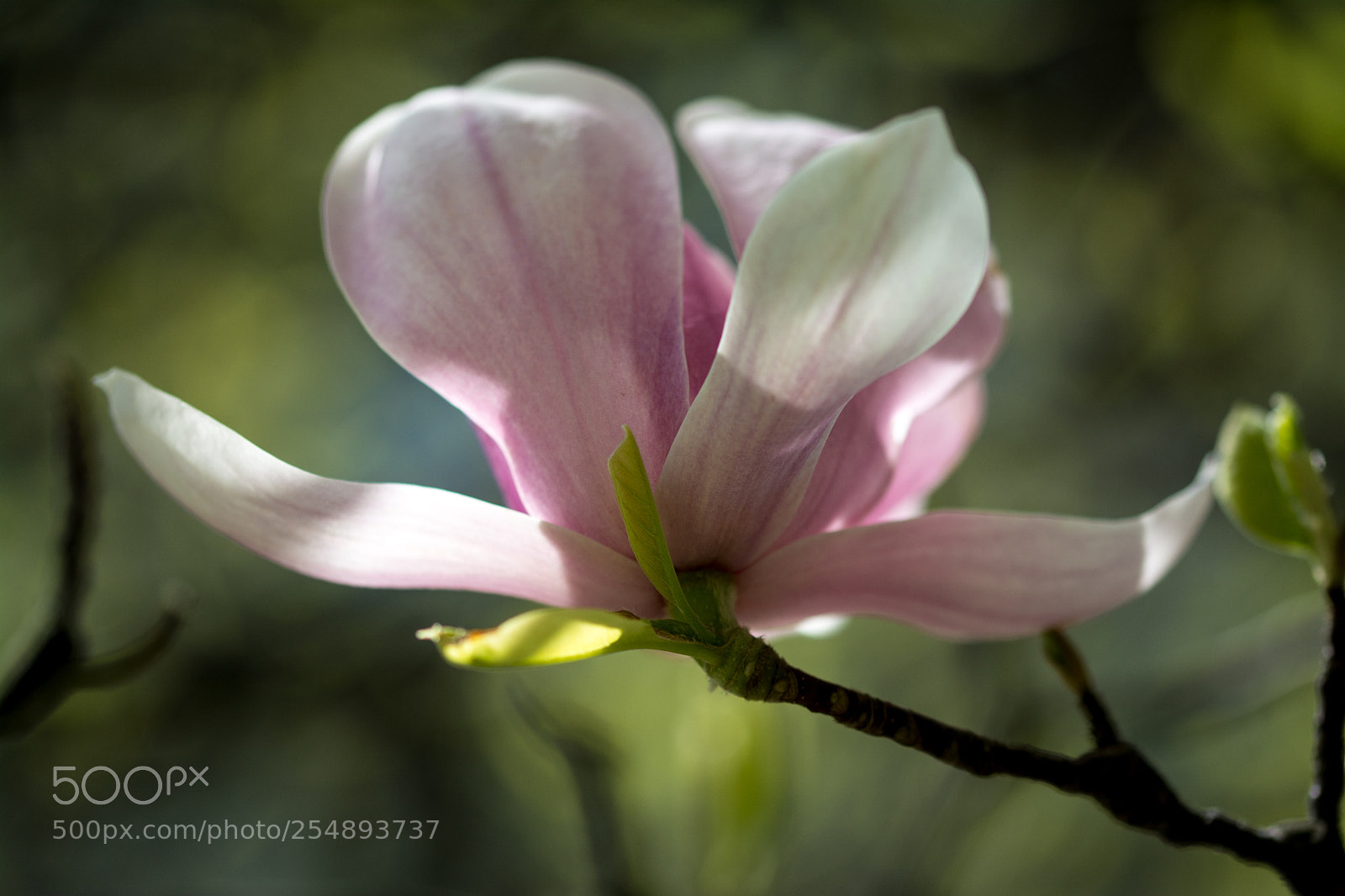 Nikon D5200 sample photo. Magnolia photography