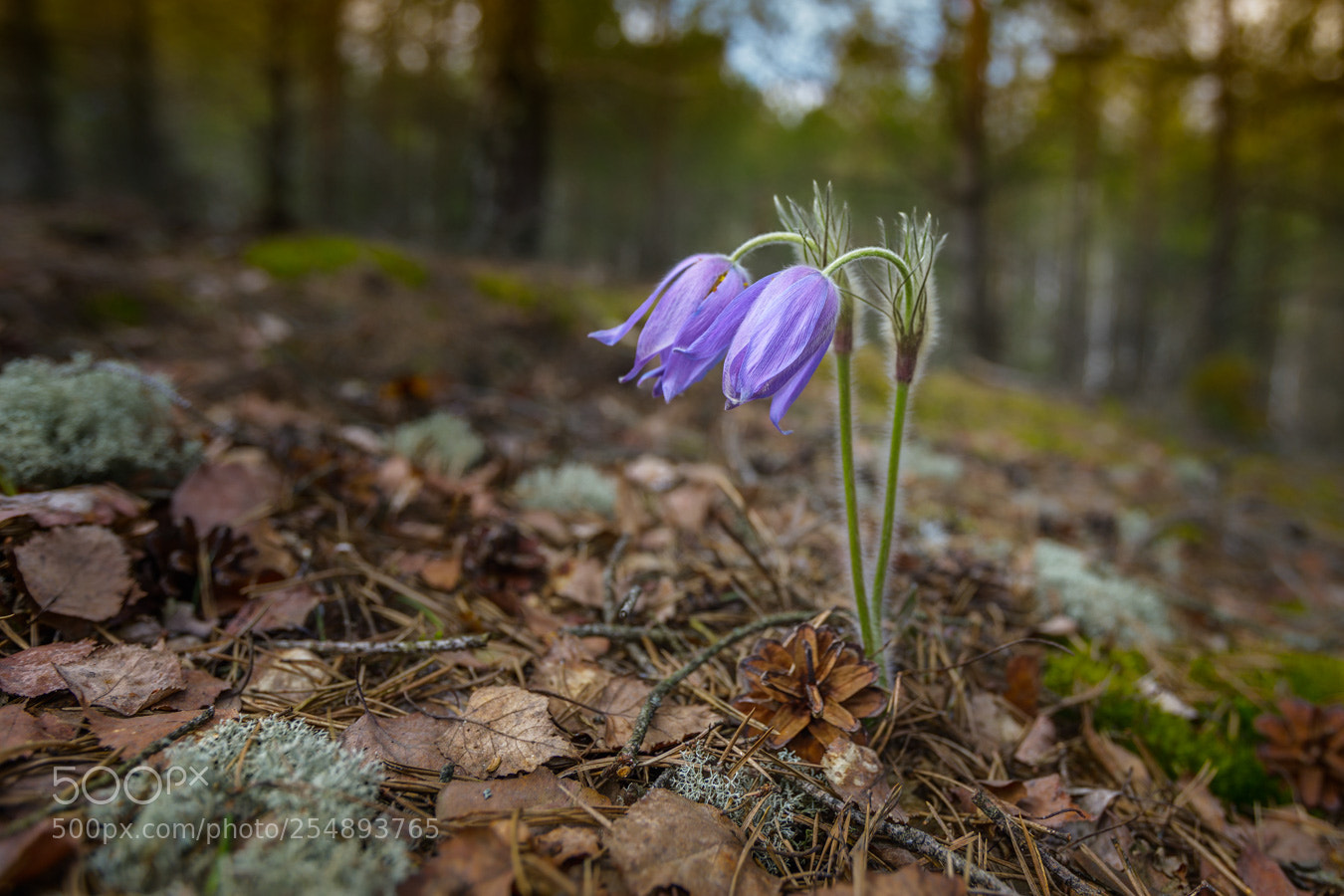 Canon EOS 5D Mark IV sample photo. Pasqueflower photography