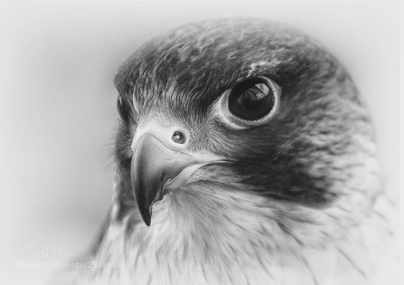 Canon EOS 600D (Rebel EOS T3i / EOS Kiss X5) sample photo. Peregrine head study () photography