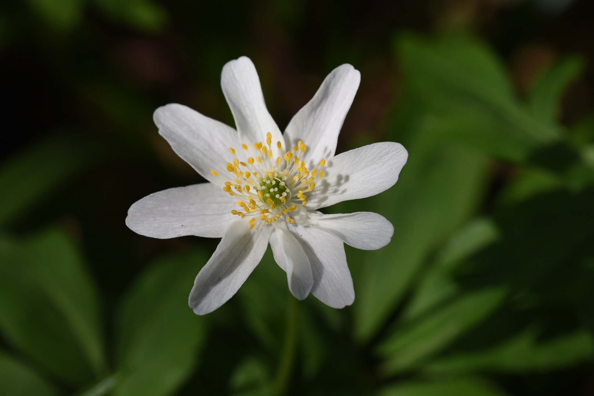 Nikon D750 + Sigma 105mm F2.8 EX DG OS HSM sample photo. Spring flower photography