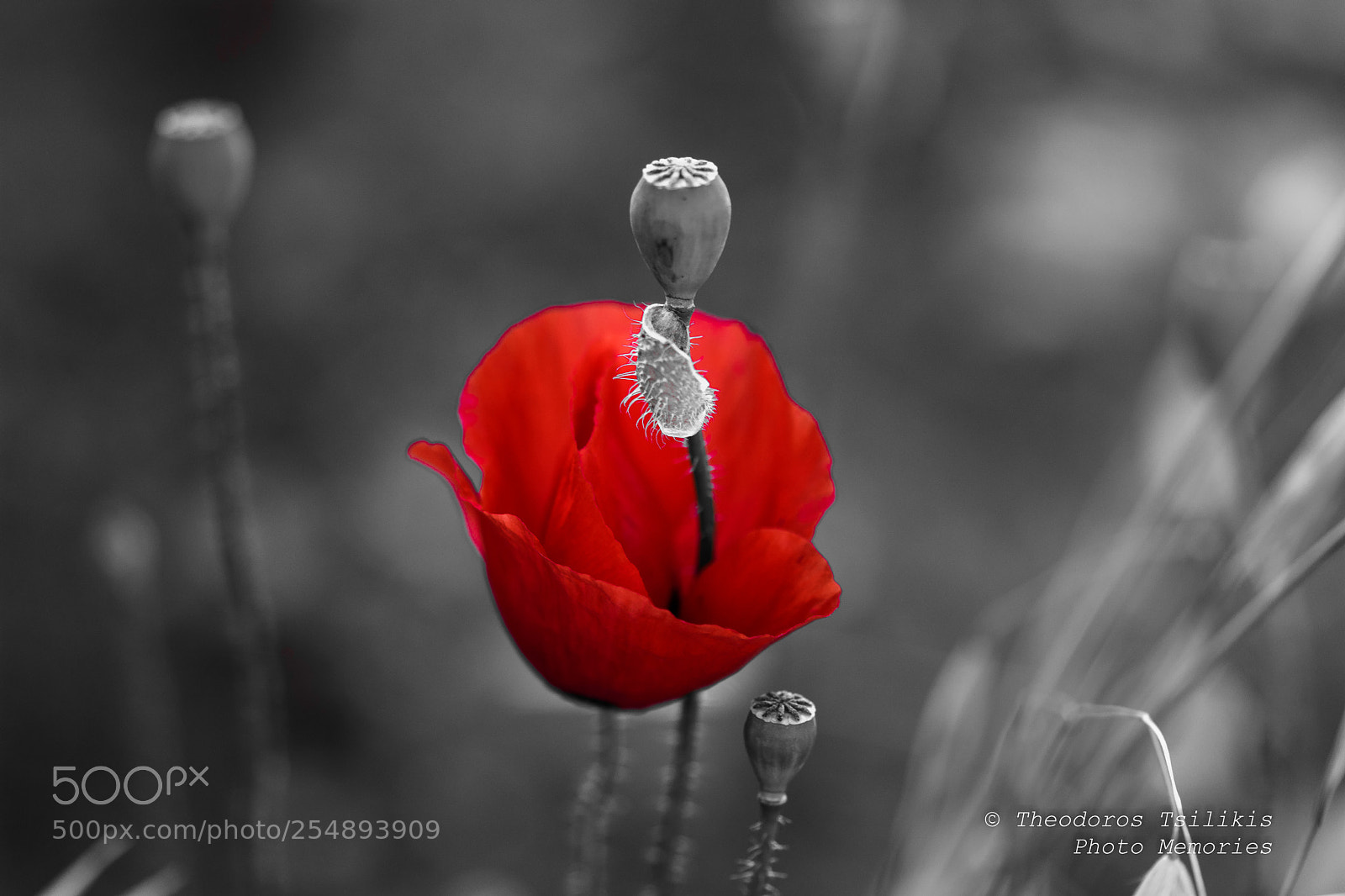 Nikon D7200 sample photo. Color splash in red photography
