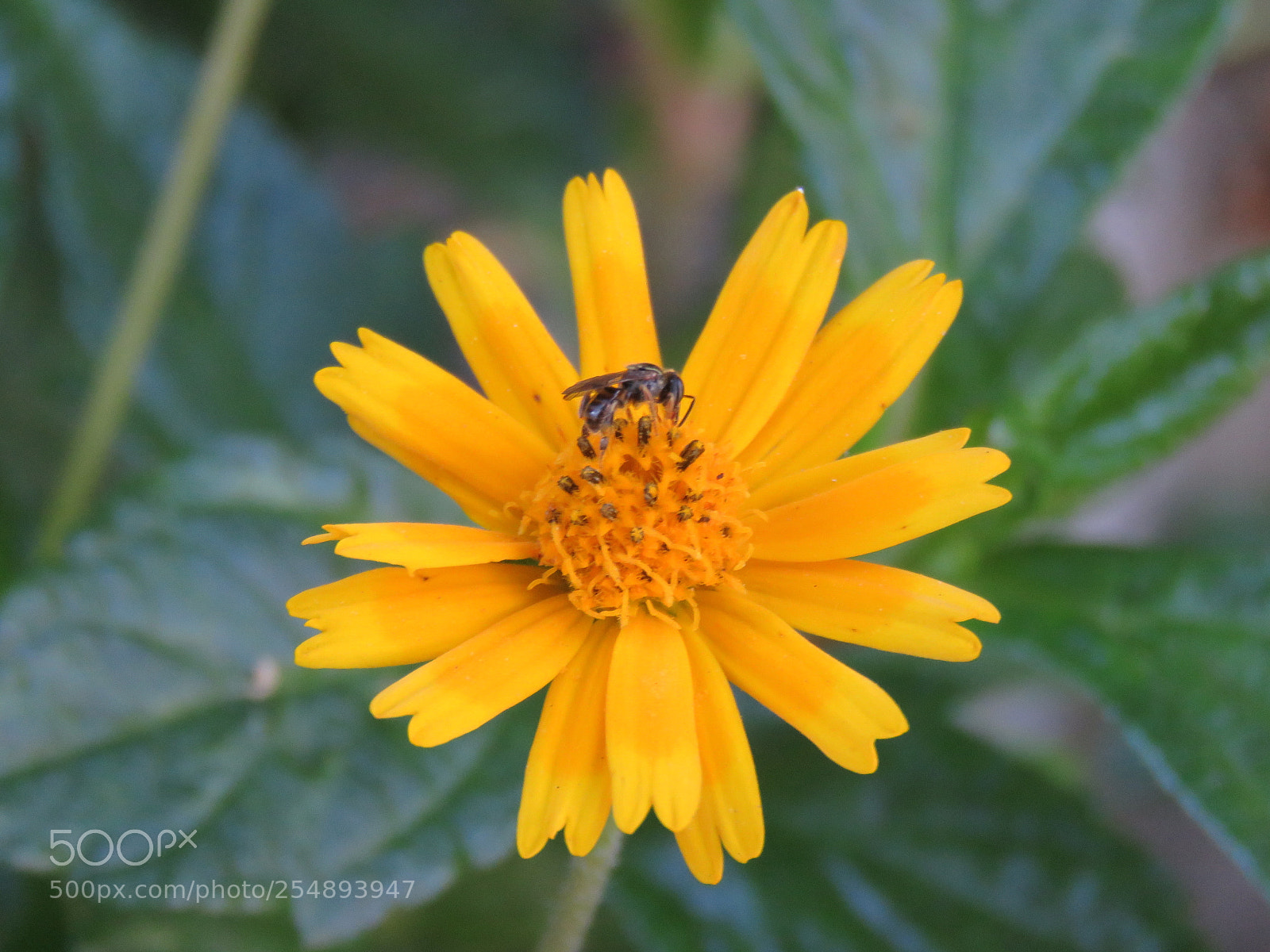 Canon PowerShot SX60 HS sample photo. Daisy photography