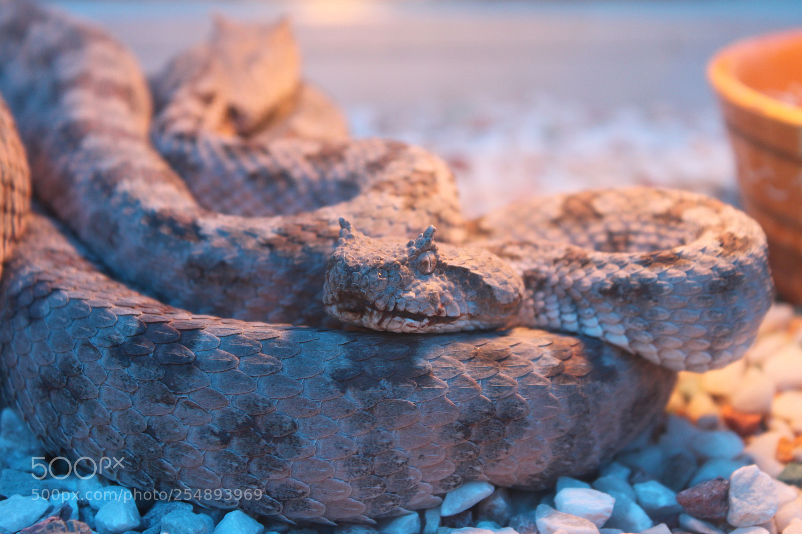 Canon EOS 500D (EOS Rebel T1i / EOS Kiss X3) sample photo. Horned viper photography