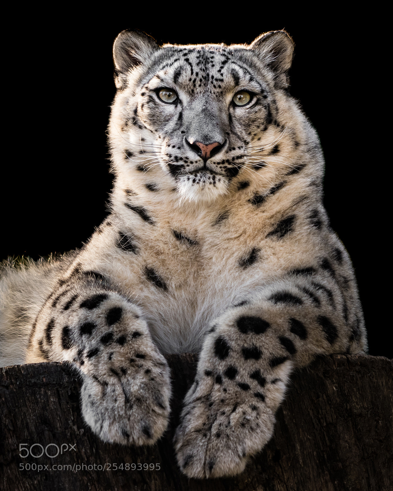Nikon D500 sample photo. Sunbathing snow leopard iii photography