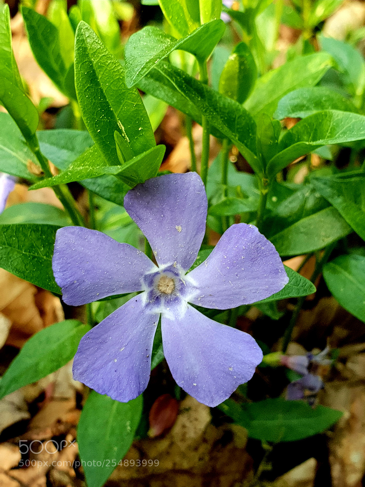 Samsung Galaxy S9+ sample photo. Untitled photography