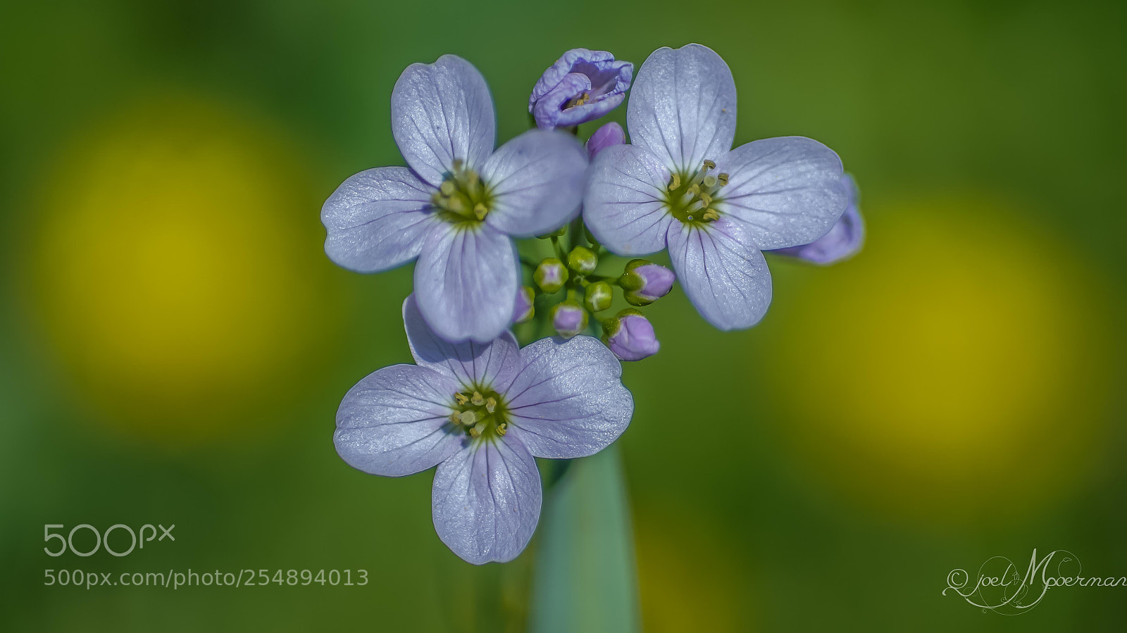 Sony SLT-A57 sample photo. Blue flowers photography