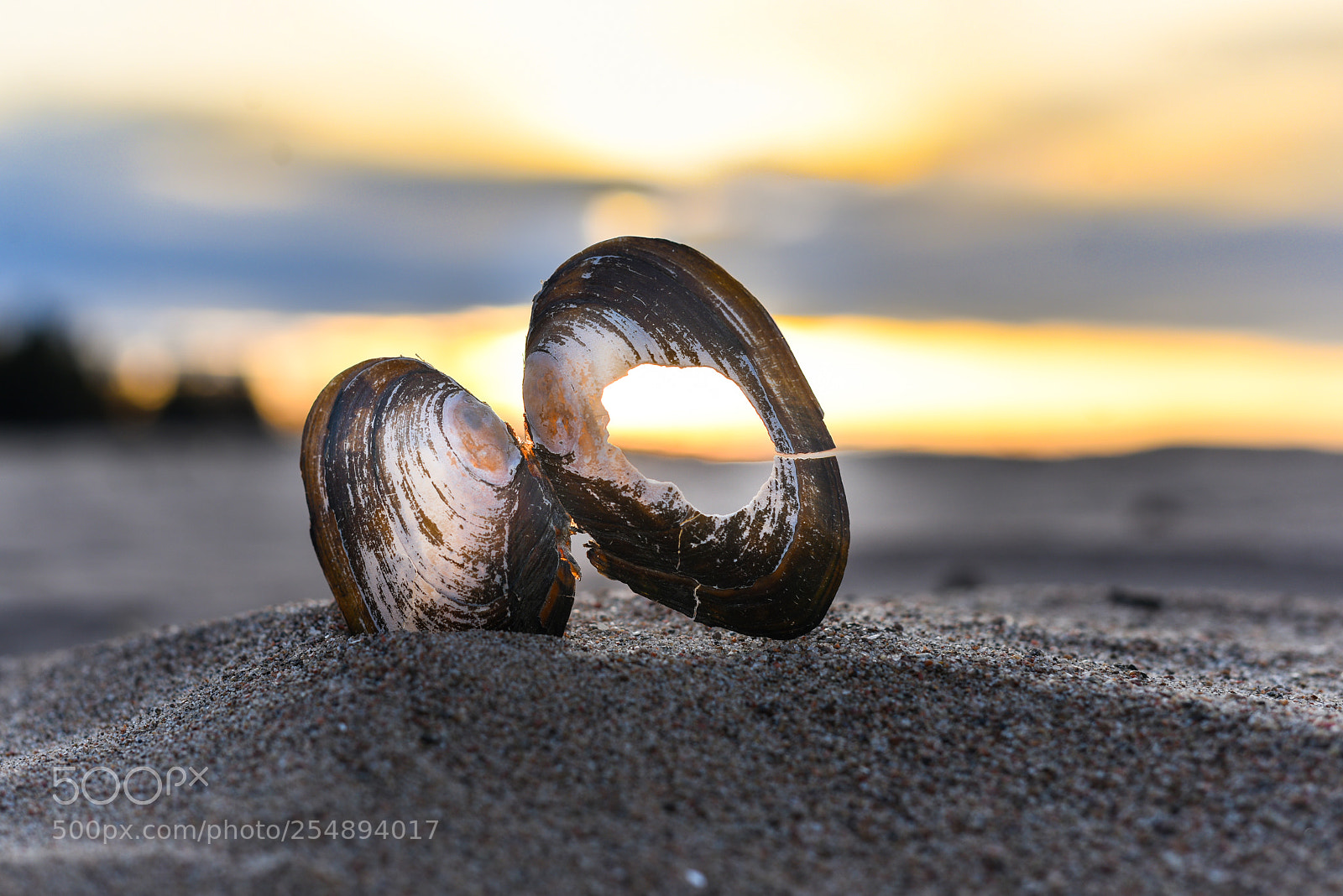 Nikon D810 sample photo. Snäckskal rullsand photography