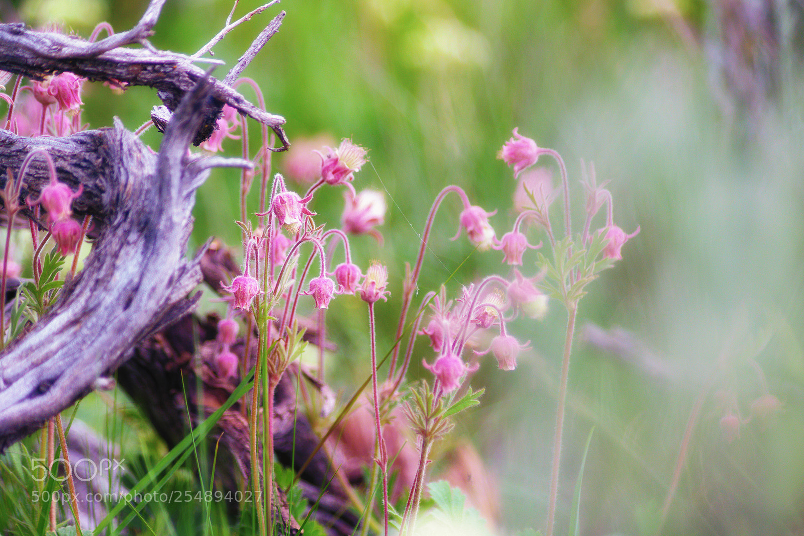 Pentax K-1 sample photo. Singing in the spring photography